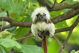 Images Dated 2nd October 2007: Cottontop Tamarin / Pinche Tamarin - Northern Colombia