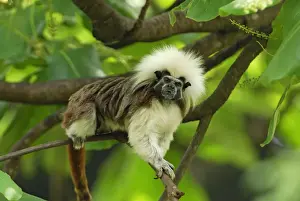 Cottontop Tamarin / Pinche Tamarin - Northern Colombia