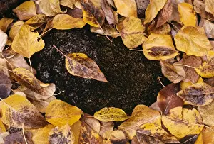 Circle Prints: Cottonwood Leaves - Autumn