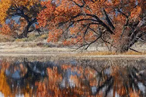 Apache Gallery: Cottonwood tree reflecting on pond, Bosque del Apache