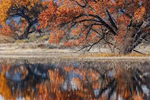 Reflecting Prints: Cottonwood tree reflecting on pond
