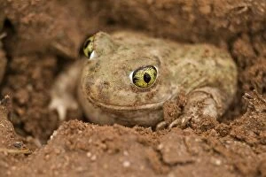 Couch s Spadefoot TOAD - Burrowing by backing into the ground by pushing dirt with their spades while rotating the body