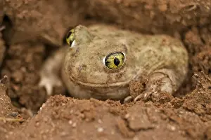 Nest Building Prints: Couch Spadefoot - Arizona