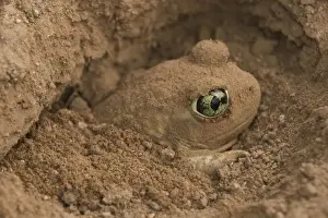 Couch Spadefoot - Arizona, USA - Burrowing by backing into the ground by pushing dirt with their spades while rotating the body - Dry periods are spent in self-made burrows or those of gophers-squirrels or kangaroo rats - Breeds chiefly from May to