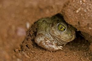 Images Dated 14th August 2004: Couch Spadefoot - Arizona, USA - Burrowing by backing into the ground by pushing dirt with their