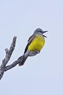 Kingbird Prints: Couche's Kingbird South Texas in March