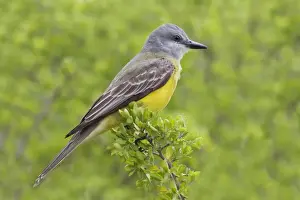 Couche's Kingbird South Texas in March