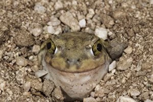 Images Dated 17th March 2010: Couch's Spadefoot - controlled conditions