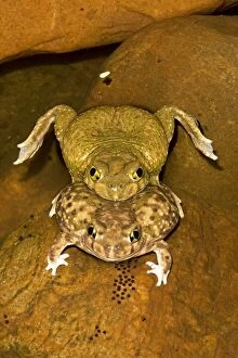 Images Dated 4th July 2009: Couch's Spadefoot (Scaphiopus couchii) Pair in amplexus - Shows eggs being laid - Breeds chiefly