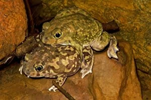 Images Dated 4th July 2009: Couch's Spadefoot (Scaphiopus couchii) Pair in amplexus -Breeds chiefly from May to Sept in