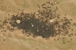 Couch's Spadefoot-tadpoles in drying waterhole-breeds chiefly from May to Sept in periods of rainfall-occurs in shortgrass prairie, mesquite savanna, creosote bush desert, thorn forest, tropical deciduous forest
