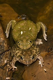 Images Dated 11th July 2008: Couch's Spadefoots - Mating - Arizona - USA
