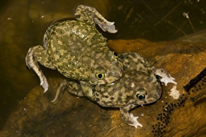 Images Dated 11th July 2008: Couch's Spadefoots - Mating - Arizona - USA