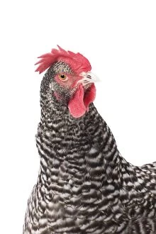 Caruncles Gallery: Coucou des Flandres Chicken Hen