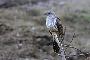 Images Dated 11th July 2005: COUCOU GRIS ( Cuculus canorus)