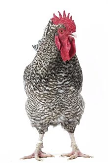 Roosters Gallery: Coucou de Rennes Chicken Cockerel / Rooster