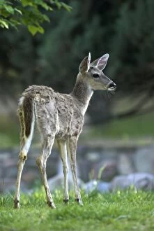 Coues Deer (Subspecies of White-tailed Deer)