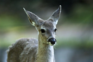 Images Dated 2nd May 2007: Coues Deer {Subspecies of White-tailed Deer] Close up of head. Edemic to Arizona Desert. Arizona USA