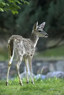 Coues Deer [Subspecies of White-tailed Deer] Back view of young deer, endemic to Arizona Desert. Arizona. USA