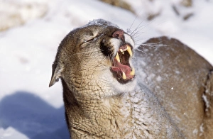 Images Dated 14th June 2004: Cougar