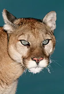 Eyes Prints: Cougar CLA 541 Close up of head