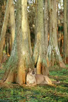 Predators Prints: Cougar ‘Florida Panther TOM 269 Endangered species sitting by tree in swamp cypress
