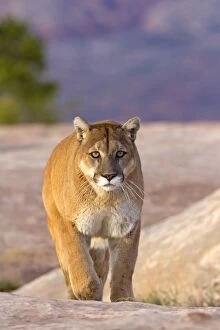 Cougars Gallery: Cougar / Mountain Lion