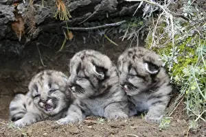 Newborn Prints: Cougar / Mountain Lion - Babies 3 days old. Montana - USA