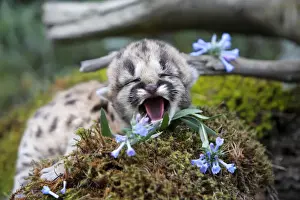 Cougar / Mountain Lion - Babies 3 days old. Montana - USA