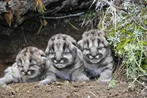 Cougar / Mountain Lion - Babies 3 days old. Montana - USA