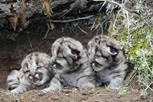 Cougars Gallery: COUGAR OR MOUNTAIN LION BABIES