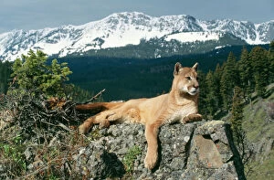 Big Cats Collection: Cougar / Mountain Lion - Lying on rock Montana, USA