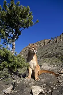 Cougar / Mountain Lion Montana, USA