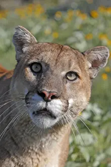 Cougar / Mountain Lion. Montana - USA
