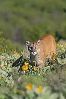 Cougar / Mountain Lion. Montana - USA