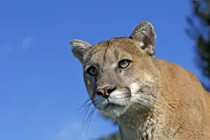 Cougar / Mountain Lion. Montana - USA