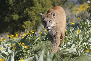 Cougar / Mountain Lion. Montana - USA