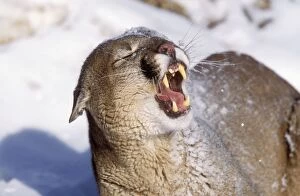 COUGAR - Mountain Lion - open mouth