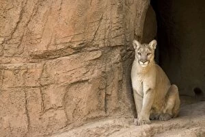 Images Dated 19th March 2005: Cougar / Mountain Lion / Puma