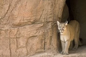 Images Dated 19th March 2005: Cougar / Mountain Lion / Puma