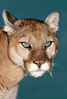 Winter Gallery: Cougar / Mountain Lion / Puma - close-up of face