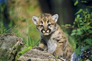 Images Dated 28th August 2007: Cougar / Mountain Lion / Puma - cub (formerly known as: Felis concolor) Western U.S.A Mr1133