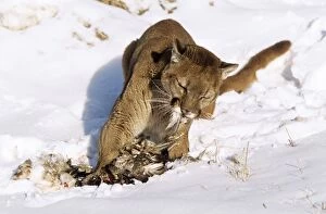 Cougars Gallery: Cougar / Mountain Lion / Puma - eating kill / prey