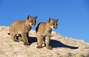 Cougars Prints: Cougar / Mountain Lion / Puma - kittens Utah USA