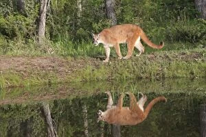 Images Dated 31st May 2009: Cougar / Mountain Lion / Puma. Montana - United States