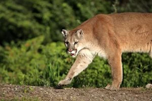 Images Dated 31st May 2009: Cougar / Mountain Lion / Puma. Montana - United States