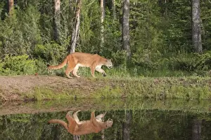 Cougar / Mountain Lion / Puma. Montana - United States