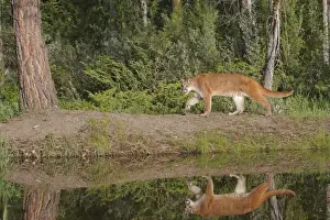 Cougar / Mountain Lion / Puma. Montana - United States