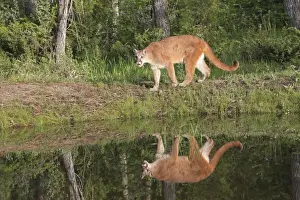 Cougar / Mountain Lion / Puma. Montana - United States