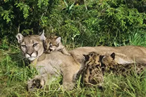 Carnivore Prints: Cougar / Mountain Lion / Puma - mother with young cubs (formerly known as: Felis concolor) MR1266